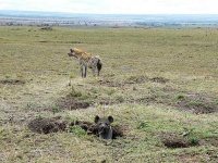 image of hyena