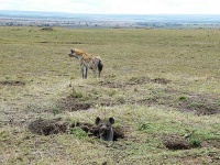 image of hyena #3