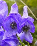 image of flower