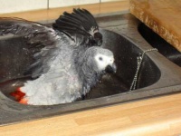 image of african_grey #9