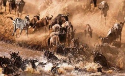 image of animal_migration