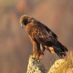 image of bird