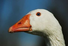 image of goose
