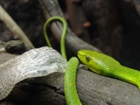 image of green_mamba