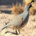 image of bird
