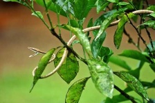 image of vine_snake