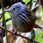 image of bird