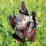 image of animal