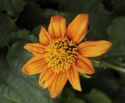 image of flower