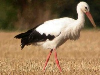 image of stork