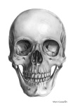 image of skull