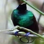 image of bird