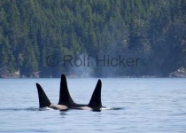 image of killer_whale #24