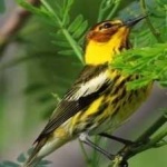image of bird