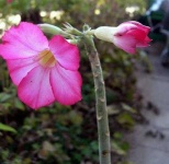 image of flower