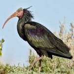 image of northern_bald_ibis #17