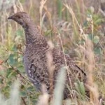 image of bird