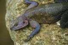 image of agama