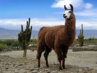 image of alpaca #17