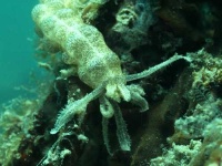 image of sea_cucumber
