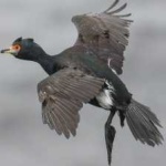 image of bird