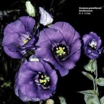 image of flower