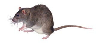 image of rat #15