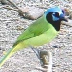 image of green_jay #5