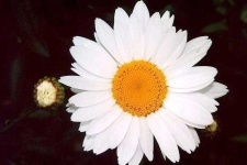image of flower