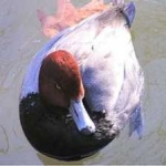 image of bird