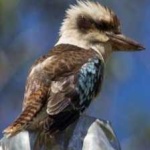 image of bird