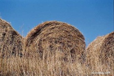 image of hay
