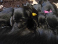 image of flat_coated_retriever