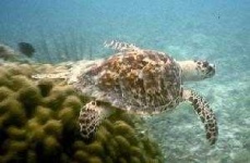 image of hawksbill