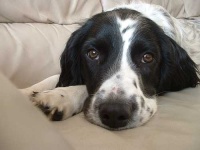 image of english_springer