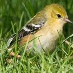 image of bird