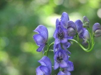 image of flower
