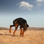 image of doberman