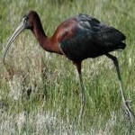 image of bird