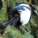 image of bird