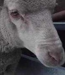 image of animal