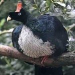 image of bird