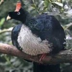 image of horned_guan #8