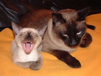 image of siamese_cat #33