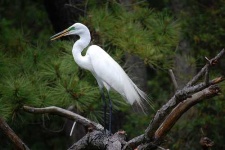 image of american_egret