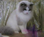 image of animal