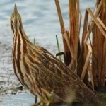 image of bird