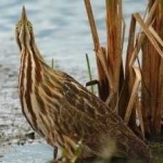 image of american_bittern #26