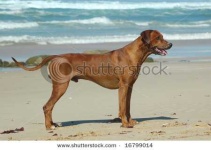 image of rhodesian_ridgeback