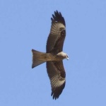 image of kite